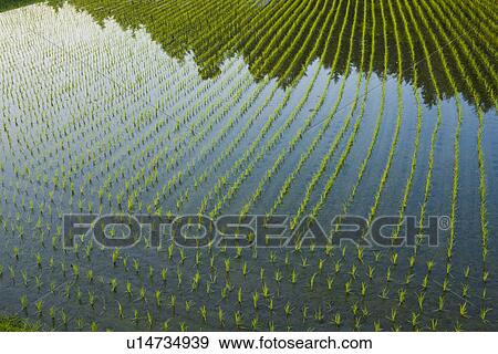Stock Photo - Paddy Field. Fotosearch