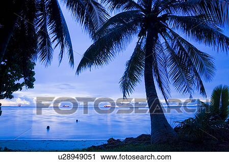 Stock Image - Palm Tree and Beach. Fotosearch