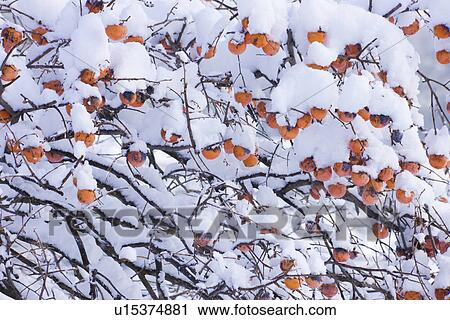 Persimmon View Large Photo Image Stock Image - Persimmon. Fotosearch