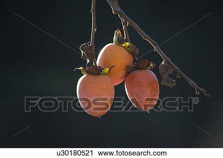 Stock Image - Persimmon. Fotosearch