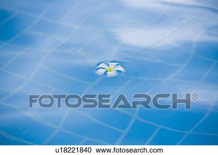 Stock Image - Plumeria Flower Floating . Fotosearch