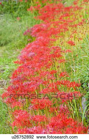 Stock Image - Red Spider Lily. Fotosearch