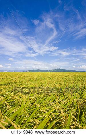 Stock Photo - Rice Field. Fotosearch