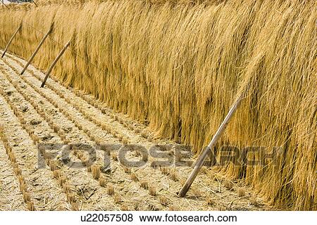 Rice Field View Large Photo Image Stock Photo - Rice Field. Fotosearch
