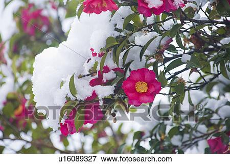 Stock Photo - Sasanqua. Fotosearch