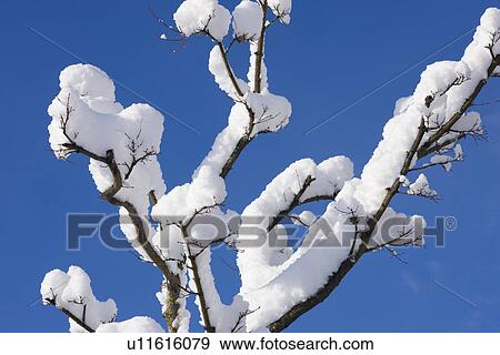 Snow on Branch View Large Photo Image Stock Photo - Snow on Branch. Fotosearch