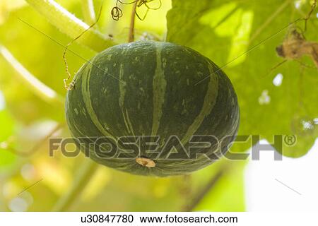 Stock Image - Squash. Fotosearch