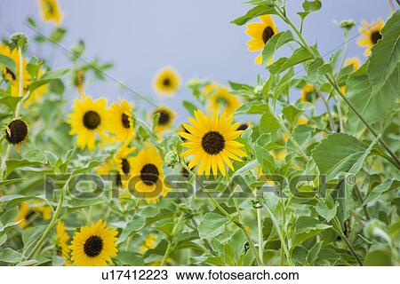 Stock Image - Sunflower. Fotosearch