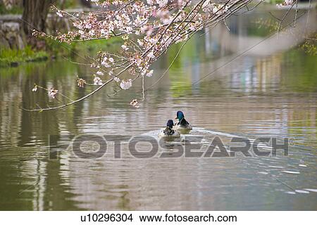 Picture - Swimming Duck. Fotosearch