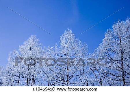 Stock Image - Winter Tree. Fotosearch