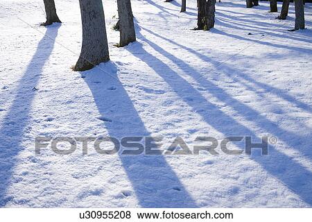 Winter Tree View Large Photo Image Stock Photo - Winter Tree. Fotosearch