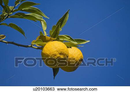 Yuzu View Large Photo Image Stock Image - Yuzu. Fotosearch