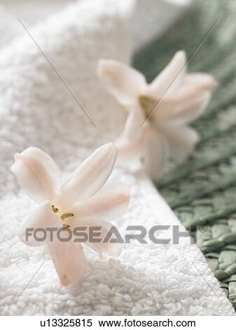 Flower decoration on top of a towel View Large Photo Image Stock Photography - Flower decoration on top of a towel. Fotosearch