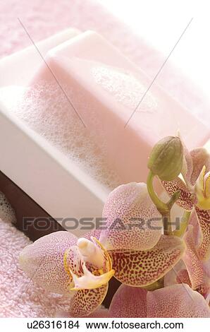 Foamy soap bar decorated with an orchid on a soap dish View Large Photo Image Picture - Foamy soap bar decorated with an orchid on a soap dish. Fotosearch
