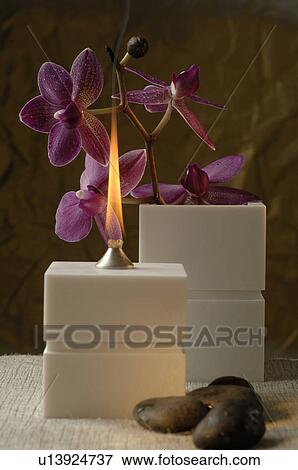 Oil lamp and orchid blossoms View Large Photo Image Stock Photo - Oil lamp and orchid blossoms. Fotosearch