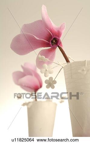 Pink cyclamen in a table lantern View Large Photo Image Picture - Pink cyclamen in a table lantern. Fotosearch