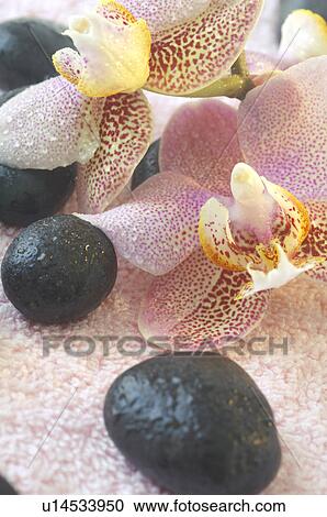 Stones and orchid blossoms View Large Photo Image Stock Image - Stones and orchid blossoms. Fotosearch