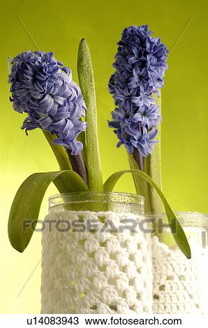 Blue hyacinths View Large Photo Image Stock Image - Blue hyacinths. Fotosearch