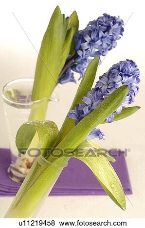 Blue hyacinths View Large Photo Image Stock Photo - Blue hyacinths. Fotosearch