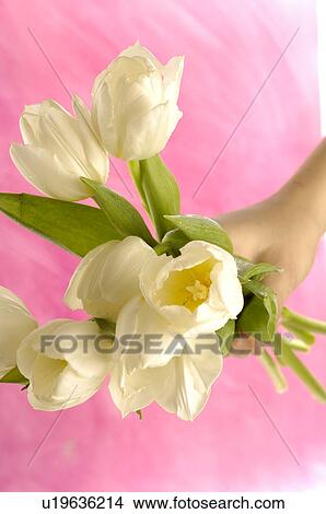 Picture - Bouquet of white tulips. Fotosearch