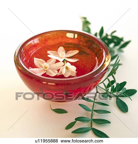 Stock Photo - Bunch Flowered Narcissus blossoms swimming in a red bowl. Fotosearch