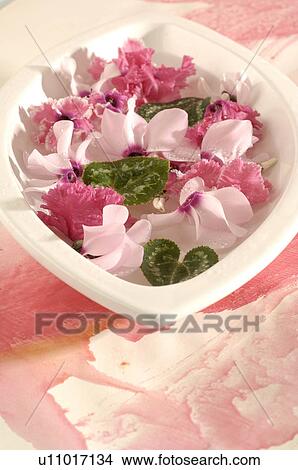 Picture - Cyclamen in a bowl. Fotosearch