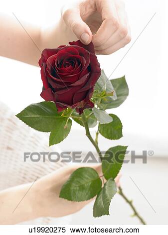 Dark red rose View Large Photo Image Stock Photography - Dark red rose. Fotosearch