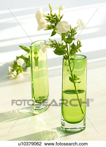 Green glass vases with Phlox View Large Photo Image Stock Image - Green glass vases with Phlox. Fotosearch