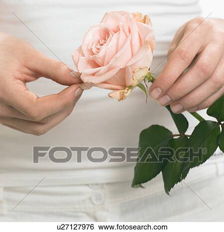 Hands holding a pink rose View Large Photo Image Stock Photograph - Hands holding a pink rose. Fotosearch