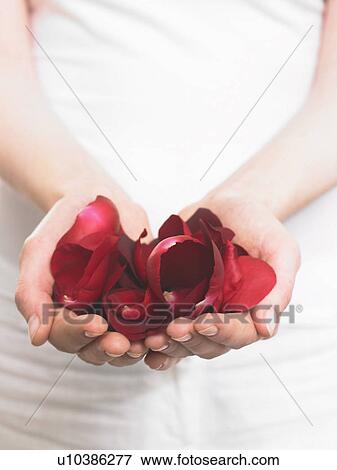 Hands holding rose petals View Large Photo Image Stock Photo - Hands holding rose petals. Fotosearch