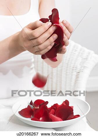 Stock Photo - Hands holding rose petals. Fotosearch