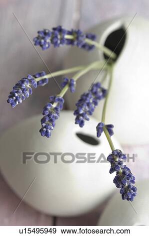 Lavender in a white vase View Large Photo Image Stock Photo - Lavender in a white vase. Fotosearch