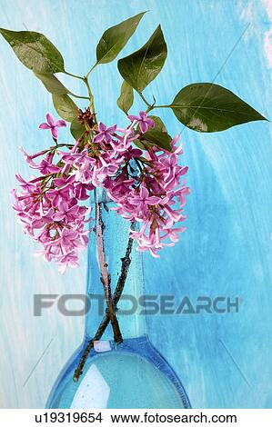 Lilac blossoms View Large Photo Image Picture - Lilac blossoms. Fotosearch