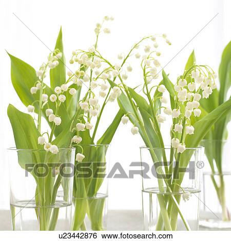 Lilies of the valley in glasses View Large Photo Image Stock Photograph - Lilies of the valley in glasses. Fotosearch