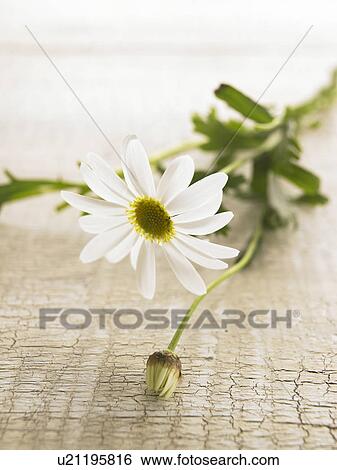 Marguerite blossom View Large Photo Image Stock Photograph - Marguerite blossom. Fotosearch