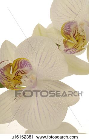 Orchid blossoms View Large Photo Image Stock Image - Orchid blossoms. Fotosearch