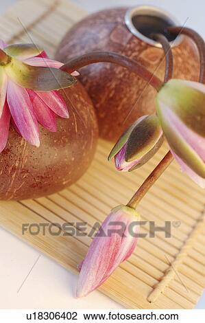 Stock Image - pink coloured water lilies. Fotosearch