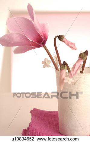 Stock Image - Pink cyclamen in a table lantern. Fotosearch