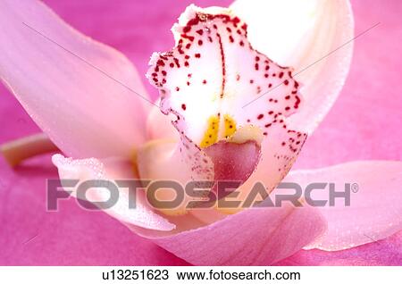 Stock Image - Pink orchid blossom close up. Fotosearch