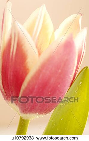 Pink tulip blossom View Large Photo Image Stock Photo - Pink tulip blossom. Fotosearch