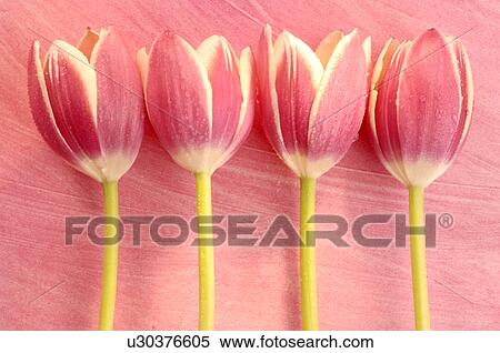 Stock Photography - Pink tulip blossoms. Fotosearch
