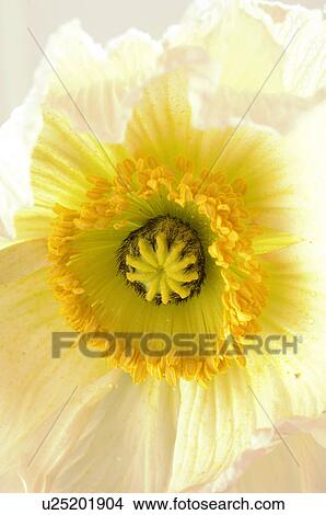 Picture - Poppy flowers. Fotosearch