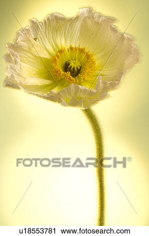 Stock Image - Poppy flowers. Fotosearch