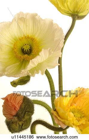 Poppy flowers View Large Photo Image Stock Photograph - Poppy flowers. Fotosearch