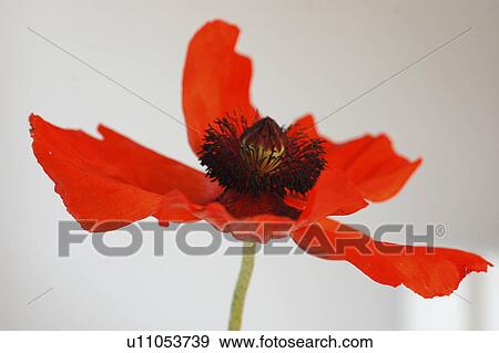 Stock Photo - Red poppy blossom. Fotosearch