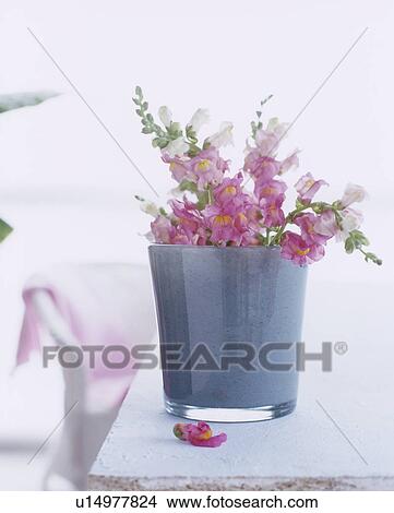 Snapdragons View Large Photo Image Picture - Snapdragons. Fotosearch