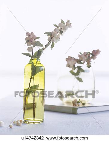 Stock Image - Snowberry in a glas vase. Fotosearch