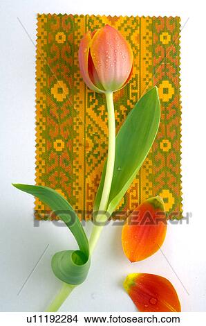 Tulip View Large Photo Image Picture - Tulip. Fotosearch
