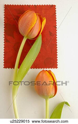 Two tulips View Large Photo Image Stock Photography - Two tulips. Fotosearch