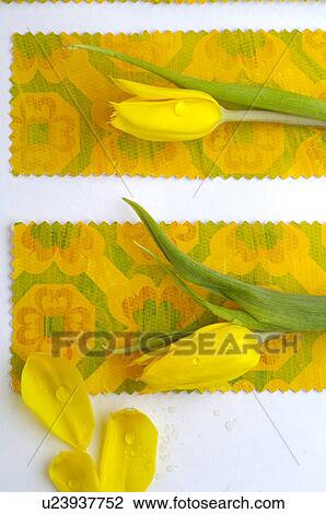 Two yellow tulips View Large Photo Image Stock Image - Two yellow tulips. Fotosearch